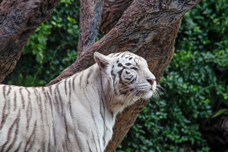 White tiger in the zooの写真素材