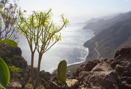 Amazing nature landscapes and plants in Tenerife, Spainの写真素材