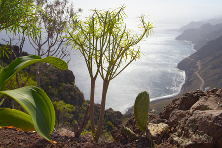 Amazing nature landscapes and plants in Tenerife, Spainの写真素材