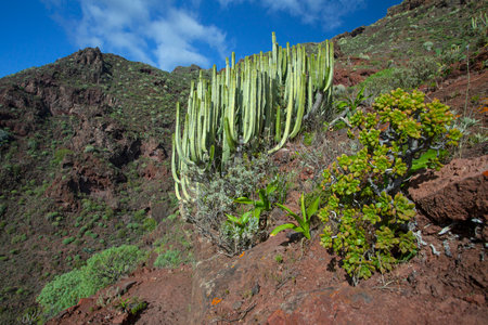Amazing nature landscapes and cactuses in Tenerife, Spainの写真素材
