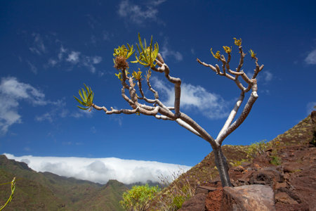 Amazing nature landscapes and plants in Tenerife, Spainの写真素材