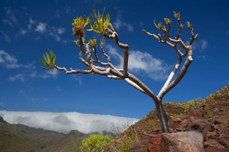 Amazing nature landscapes and plants in Tenerife, Spainの写真素材