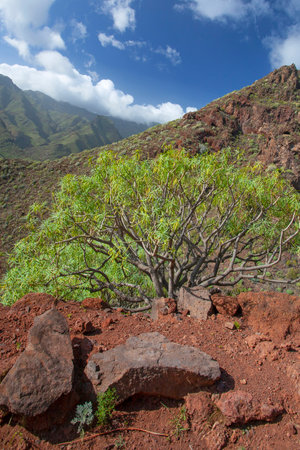 Amazing nature landscapes and plants in Tenerife, Spainの写真素材
