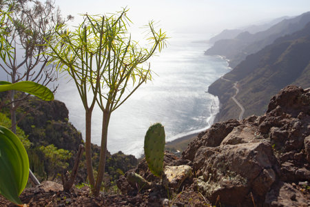 Amazing nature landscapes and plants in Tenerife, Spainの写真素材