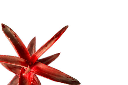 Red aloe plant isolation on whiteの写真素材