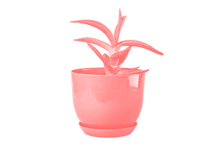 Aloe in pink color potの写真素材