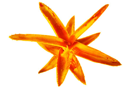 Orange aloe plant isolatedの写真素材