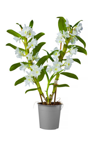 Dendrobium orchid isolated on whiteの写真素材
