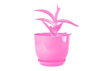 Aloe in blue colourの写真素材