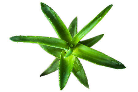 Flowerpot with aloe plant , isolationの写真素材