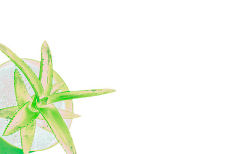 Flowerpot with aloe plant , isolationの写真素材