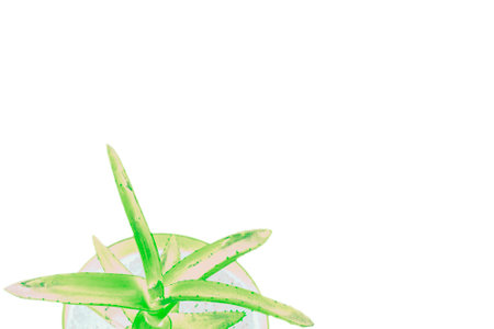 Flowerpot with aloe plant , isolationの写真素材