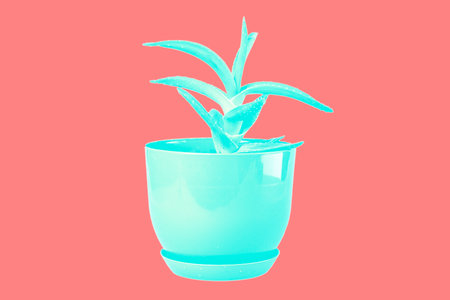 Aloe in blue colour decorationの写真素材