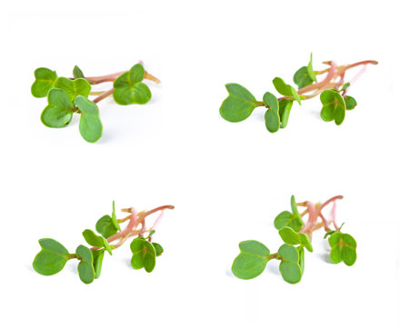 Fresh green alfalfa microgreen  isolated on whiteの写真素材