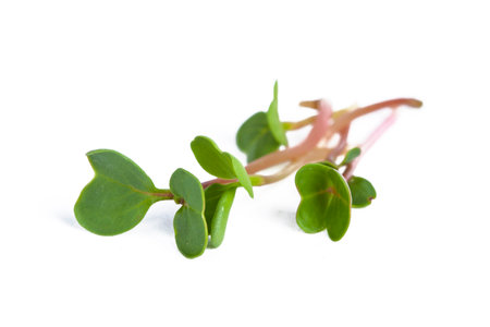 Fresh green alfalfa microgreen  isolated on whiteの写真素材