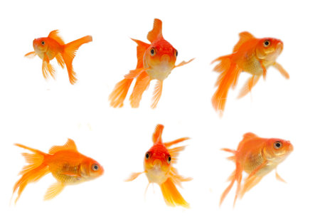 Gold fish. Isolation on the whiteの写真素材