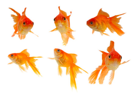 Gold fish. Isolation on the whiteの写真素材