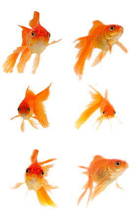 Gold fish. Isolation on the whiteの写真素材