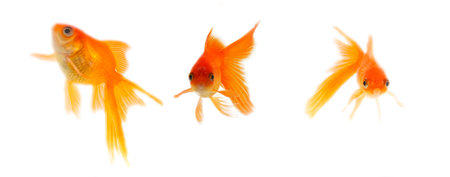 Gold fish. Isolation on the whiteの写真素材