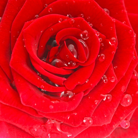 Red roseの写真素材