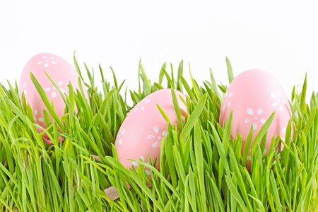 egg easter in a grass Isolated on whiteの写真素材