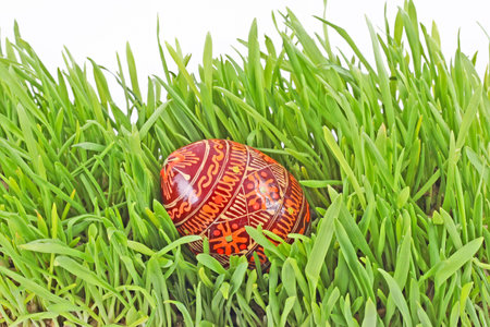 egg easter in a grass Isolated on white