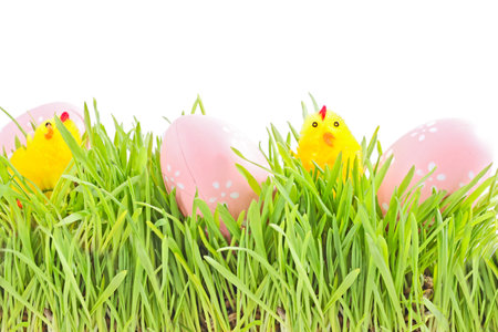 egg easter and chicks in a grass Isolated on whiteの写真素材