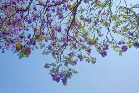 Violet Jacaranda flowers blooming against the blue sky, Mexicoの写真素材