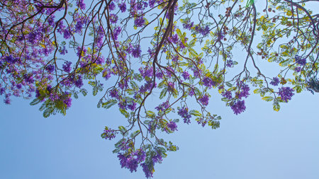 Violet Jacaranda flowers blooming against the blue sky, Mexicoの写真素材