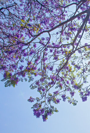Violet Jacaranda flowers blooming against the blue sky, Mexicoの写真素材
