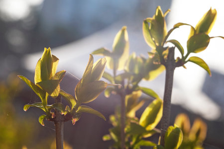 First spring leaves in sun shine early morningの写真素材