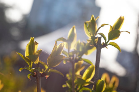 First spring leaves in sun shine early morningの写真素材