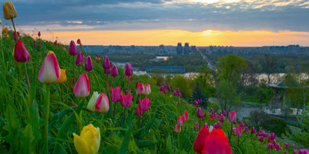 Kyiv city top view flom park Slavy with tulips flowerbedの写真素材