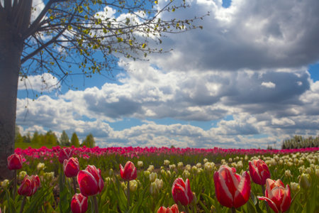 Amazing tulip flowers field and lonely tree, Ukraineの写真素材