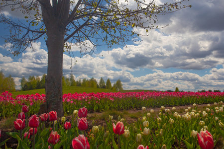 Amazing tulip flowers field and lonely tree, Ukraineの写真素材