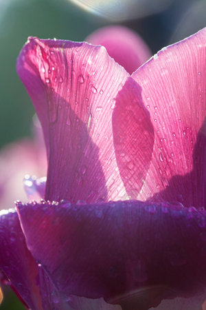 Pink tulip closeup in garden at the sunrise timeの写真素材