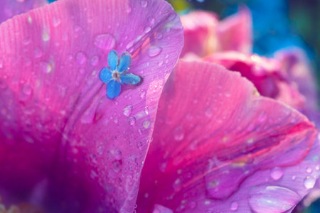 Forget-me-not and tulip flowers with rain water drops in springの写真素材