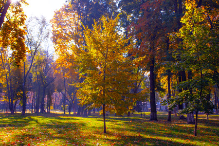 Golden colorful autumn in Maryinskyi park in Kyiv, Ukraineの写真素材