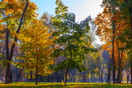 Golden colorful autumn in Maryinskyi park in Kyiv, Ukraineの写真素材