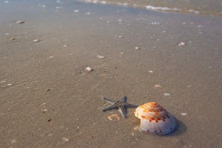 Seashell, starfish and Bright colors of the nature, morning on Pantai Cenang beach, Langkawi island, Malaysiaの写真素材