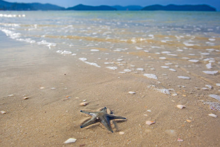 Starfish and Bright colors of the nature, morning on Pantai Cenang beach, Langkawi island, Malaysiaの写真素材