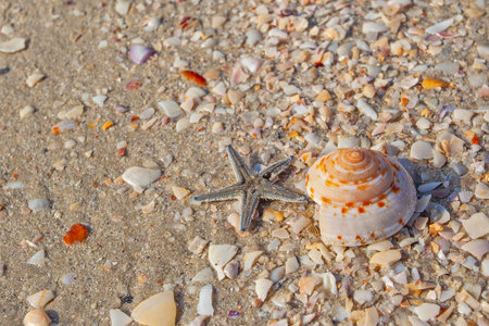 Seashell, starfish and Bright colors of the nature, morning on Pantai Cenang beach, Langkawi island,...