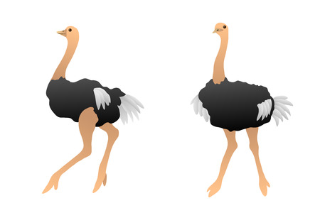 Birds ostrich isolated illustration vectorのイラスト素材