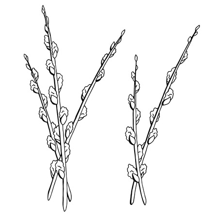 Pussy willow graphic black white isolated sketch illustration vectorのイラスト素材