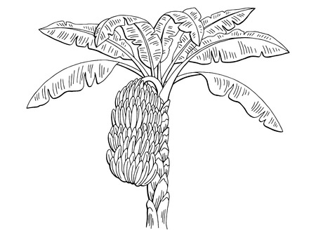 Banana palm graphic branch black white isolated sketch illustration vectorのイラスト素材