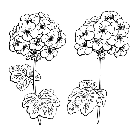 Geranium flower graphic black white isolated sketch illustration vectorのイラスト素材