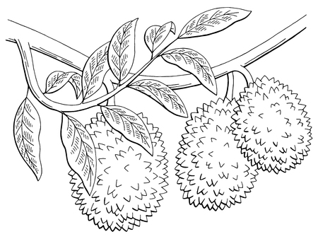 Durian fruit graphic branch black and white isolated sketch illustration vectorのイラスト素材