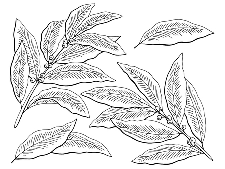 Bay leaf graphic black and white isolated sketch set illustration vectorのイラスト素材