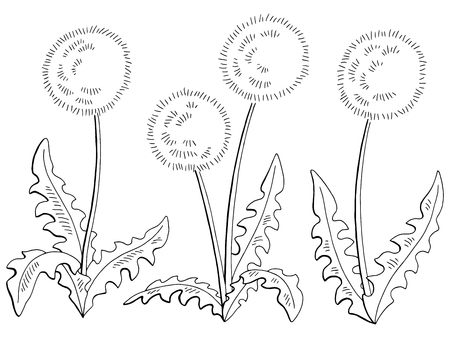 Dandelion taraxacum flower graphic black and white isolated sketch set illustration vectorのイラスト素材