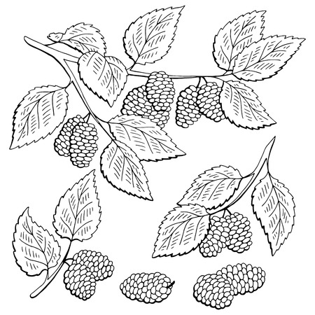 Mulberry berry branch graphic black white isolated set sketch illustration vectorのイラスト素材